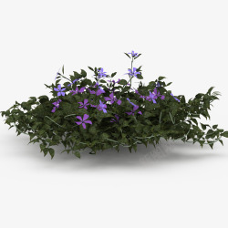 紫色花草垂吊植物素材