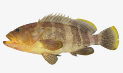 食用鱼浅黄色斑鱼高清图片