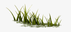 草地上的绿草素材