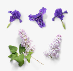 紫色薰衣草花朵植物素材