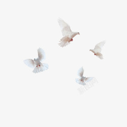 白色和平鸽飞翔的和平鸽高清图片