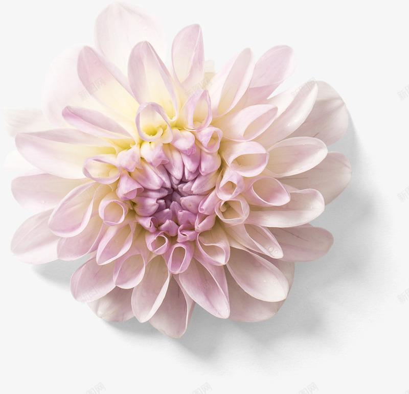 花朵装饰案psd免抠素材_88icon https://88icon.com 光泽 投影 植物 渐变 纹理 纹路 线条 绿色 花朵 花瓣 花蕊 装饰 阴影