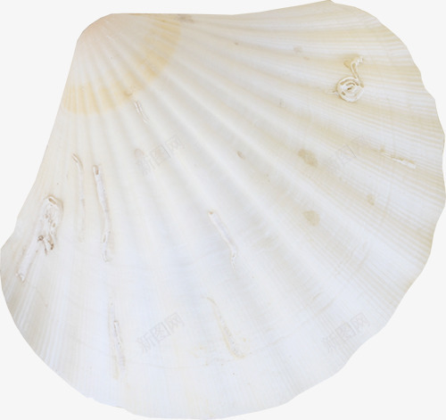 海贝png免抠素材_88icon https://88icon.com shell 产品实物 海鲜 贝壳 软体动物