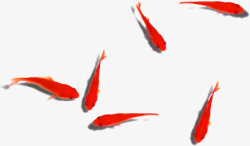 涌动涌动的六条红色金鱼高清图片