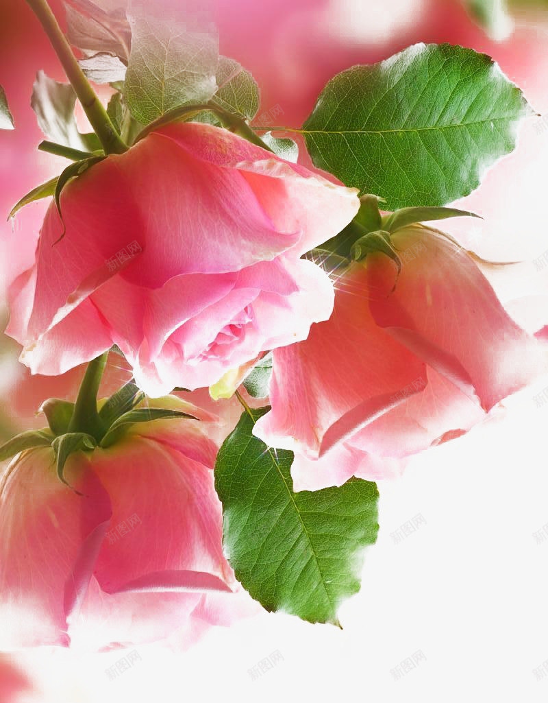 粉色的玫瑰png免抠素材_88icon https://88icon.com 玫瑰 粉色 绿叶 鲜花