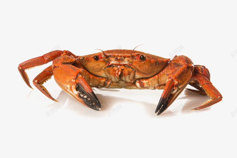 新鲜螃蟹大闸蟹psd免抠素材_88icon https://88icon.com psd 大闸蟹 大闸蟹礼券 新鲜 螃蟹