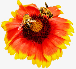 蜜蜂花朵素材