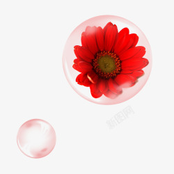 波斯菊泡泡里的菊花高清图片