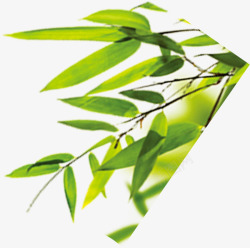 包粽子绿色竹叶素材