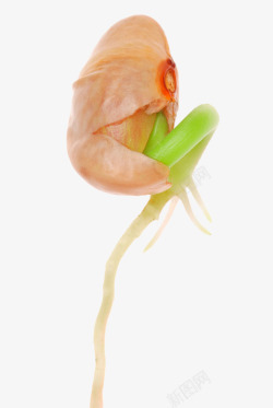 萌芽的大豆素材