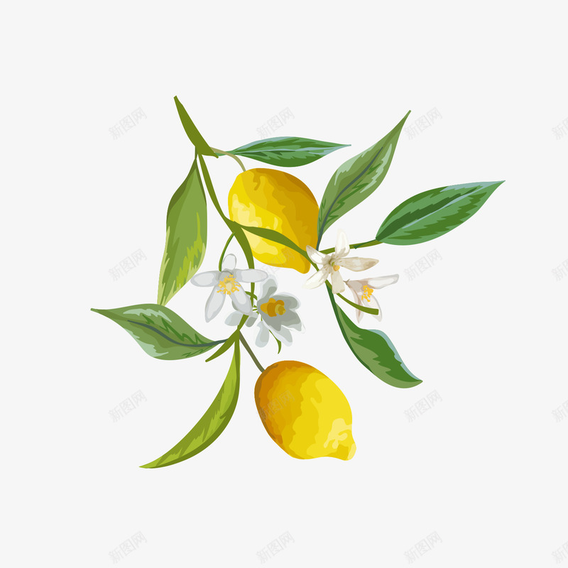 水彩柠檬png免抠素材_88icon https://88icon.com 叶子 手绘 护理 柠檬 水彩 水果 维生素C 美白 黄色