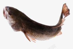 生鲜摄影一条鲜活的鱼高清图片