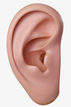 身体部位耳朵模型高清图片