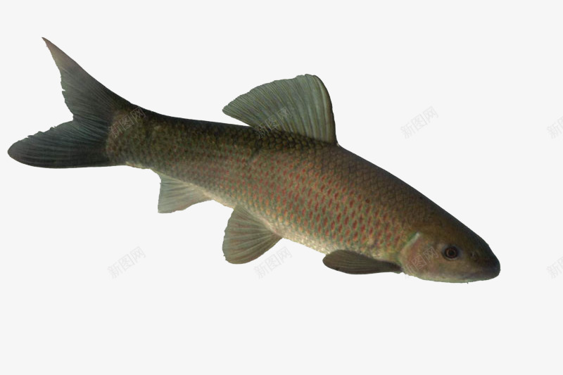 游动的小鱼儿png免抠素材_88icon https://88icon.com 传统美食 大黄鱼 小海鲜 摄影 活鱼黄鱼 海鲜 花鲢 食材 餐饮美食 鱼