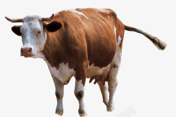 牛奶广告设计平面奶牛矢量图高清图片
