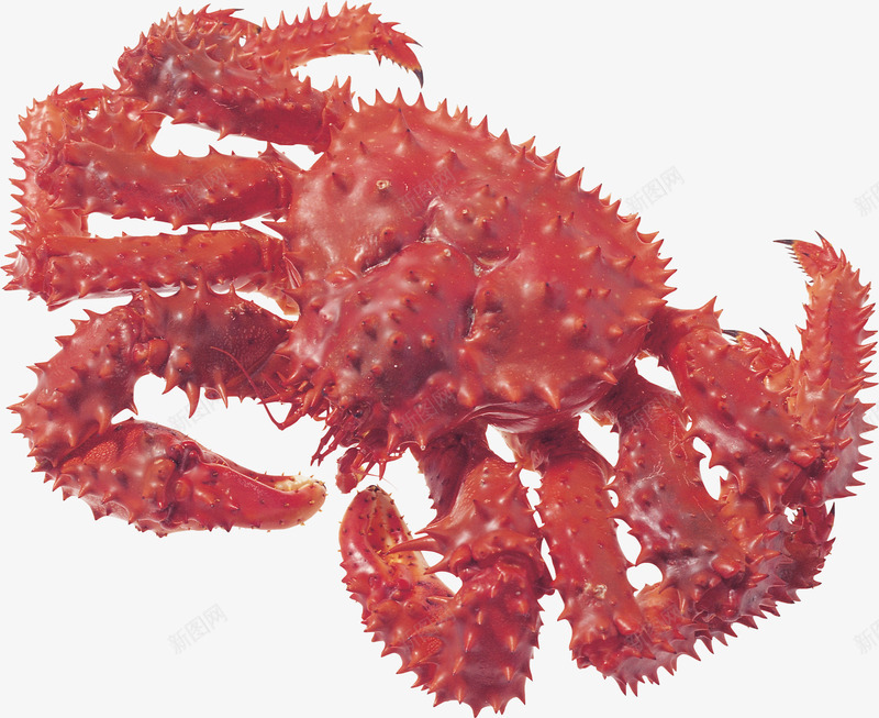 带尖刺的螃蟹png免抠素材_88icon https://88icon.com 带尖刺的 海鲜素材 美食素材 螃蟹素材 鲜红风格