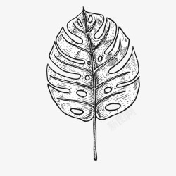 叶子线描图手绘速写植物龟背竹叶子高清图片