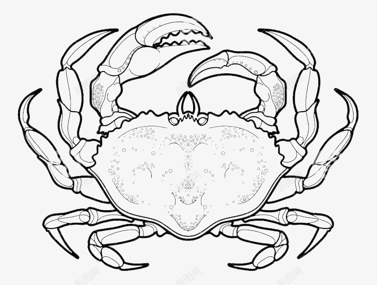 手绘海蟹png免抠素材_88icon https://88icon.com 卡通海蟹 卡通蟹 大海蟹 手绘海蟹 海蟹 螃蟹 蟹