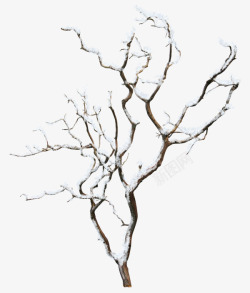 冬季枯树冬树高清图片