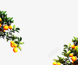 橘子树叶黄色橘子树叶高清图片