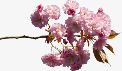 盛开的小槐花素材