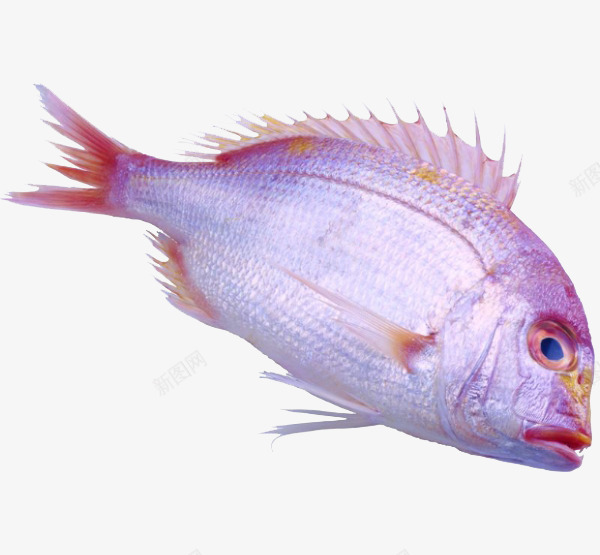 鳊鱼png免抠素材_88icon https://88icon.com 产品实物 海鲜 美味 食材 鱼类 鳊鱼