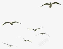 手绘虫鸟虫鸟手绘虫鸟元素飞翔的高清图片