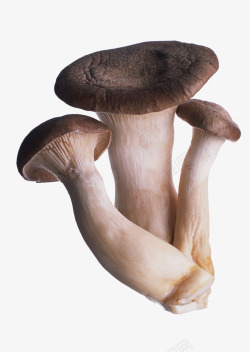 鲜菇营养鲜嫩蘑菇高清图片