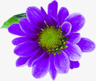 紫色文艺春季花朵素材