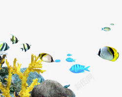 海洋小鱼深海的水草片高清图片