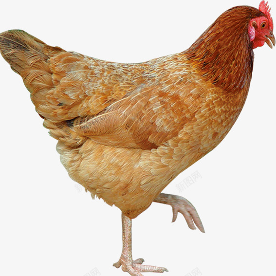 芦花鸡老母鸡png免抠素材_88icon https://88icon.com 免抠 免抠素材 母鸡 芦花鸡 觅食