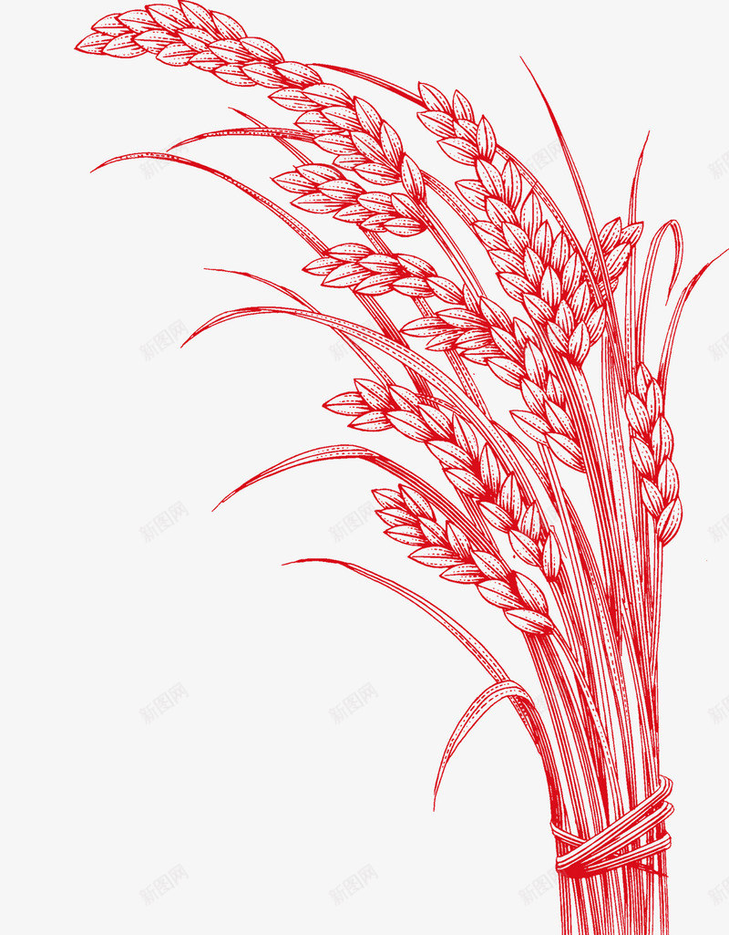 小麦png免抠素材_88icon https://88icon.com 五谷杂粮 大米 小麦 米 粮食 食物 麦子 麦穗