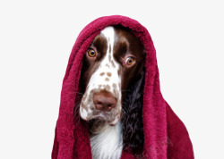 披着红色吸水毛巾的宠物小狗素材