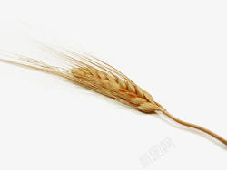 成熟小麦效果图秋季谷粒饱满的金黄色小麦秸秆高清图片