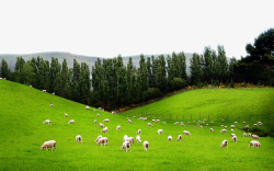 广袤大草原上的羊群素材