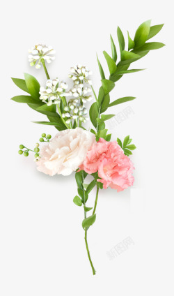 一枝粉色康乃馨彩色花朵装饰效果高清图片