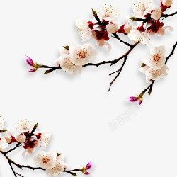 自然生长白色梅花花朵植物自然高清图片