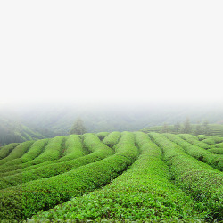 产地永兴茶园高清图片