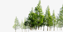 春季郊游植物树林素材