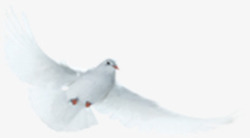 白色飞鸟美景展翅素材