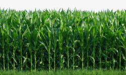 庄稼绿色玉米地高清图片