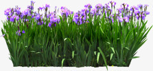 紫色小花草地美景素材