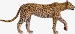 野生动物豹子素材