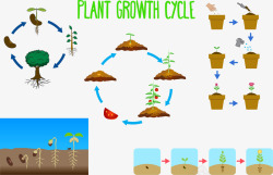 绿色植物的栽培素材