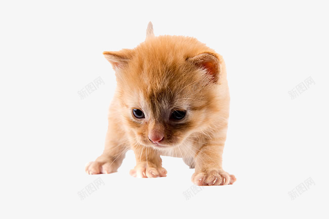 可爱猫幼崽png免抠素材_88icon https://88icon.com 可爱 可爱小猫呆萌小猫 呆萌小猫图片 咪咪 喵星人 宠物 家宠 小猫 小猫咪 幼崽 猫咪 萌宠 萌猫猫