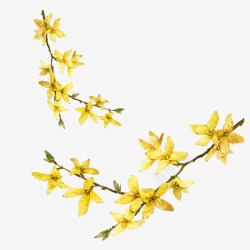 黄色迎春花水彩素材