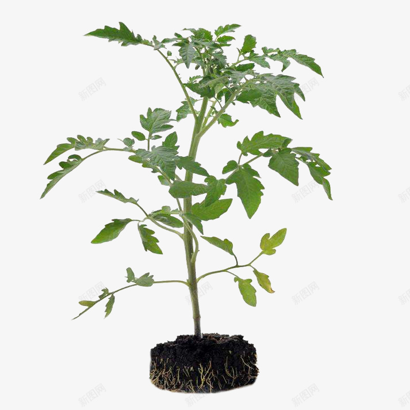 番茄小树png免抠素材_88icon https://88icon.com 土壤 小树苗 幼苗 植物 番茄 番茄叶 番茄树 绿色