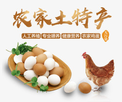 春节鸡下蛋素材农家土持产高清图片