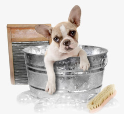 铁桶狗狗在洗澡高清图片
