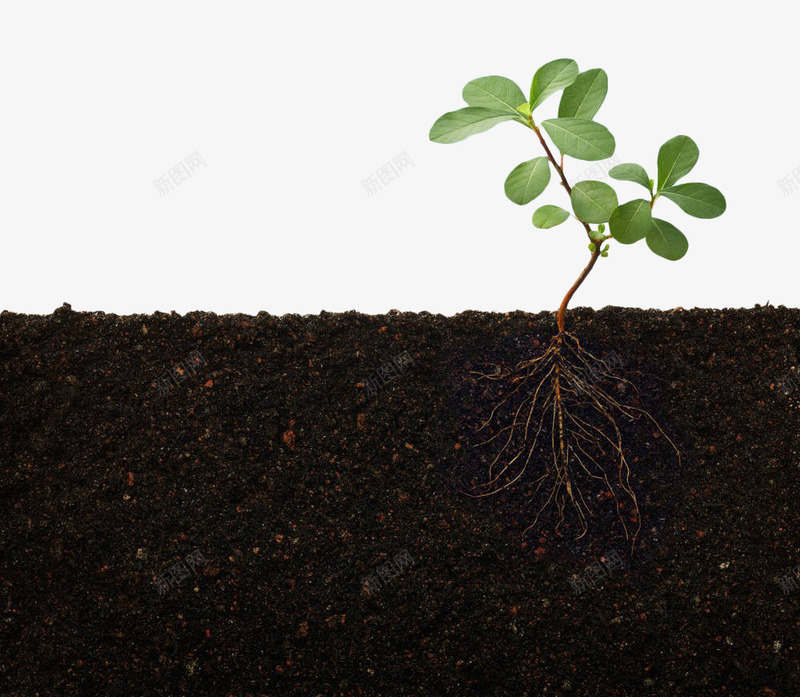 绿色植物土壤png免抠素材_88icon https://88icon.com 土地 土壤 土壤剖面 根茎 植物 泥土